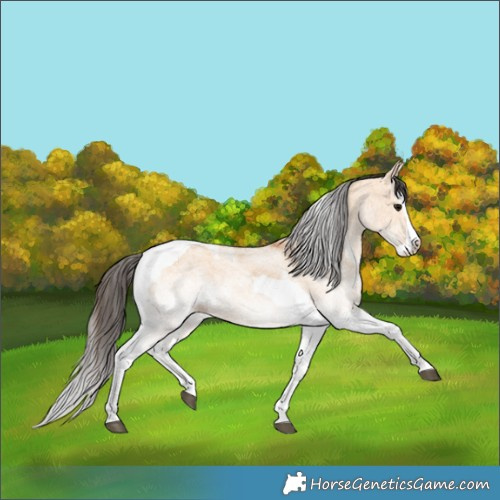 Horse Color:White Spotted Bay Dun Splash Tobiano 