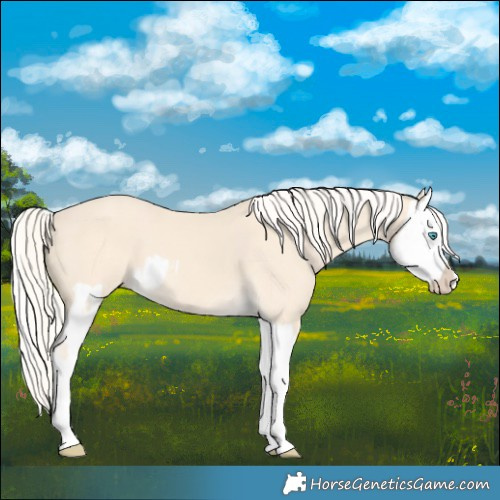 Horse Color:Cremello Splash  and Cremello Splash 