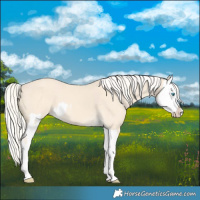 Horse Color:Cremello Splash and Cremello Splash