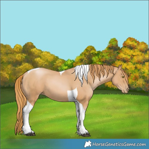 Horse Color:Chestnut Pearl Tobiano