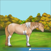 Horse Color:Chestnut Pearl Tobiano 