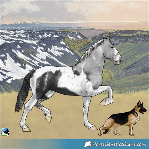 Horse Color:Powder White Black Tobiano 