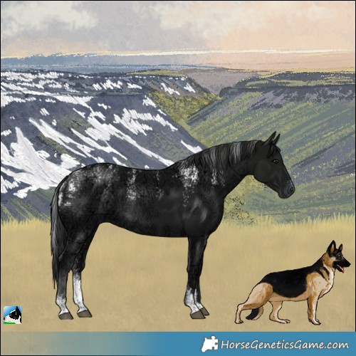 Horse Color:Powder White Gray Black Ice Rabicano 