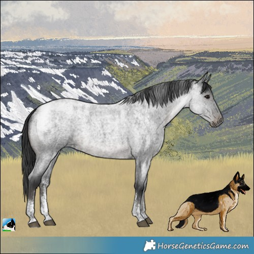 Horse Color:Powder White Blue Roan Rabicano