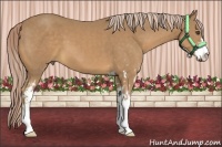 Horse Color:Palomino Sabino Frame 