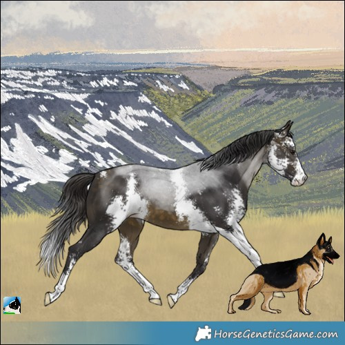 Horse Color:Buckskin Sabino