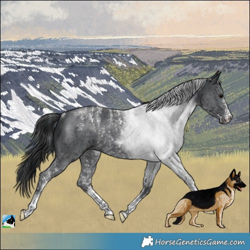 Horse Color:Powder White Black Sabino Rabicano 