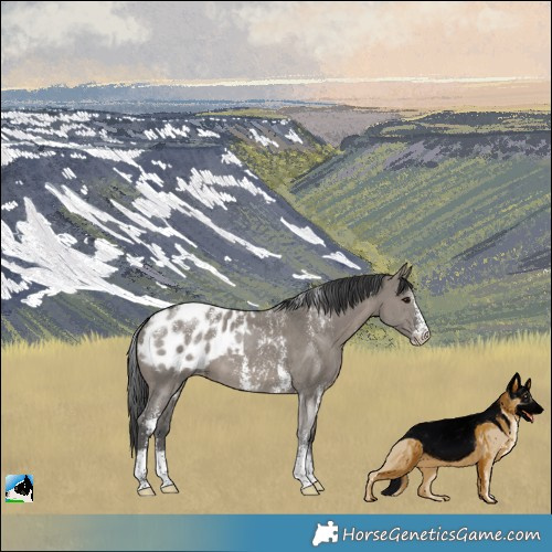Horse Color:Powder White Grullo Sabino Blanket 