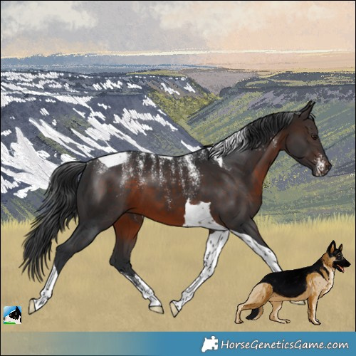 Horse Color:Powder White Brown Tobiano 
