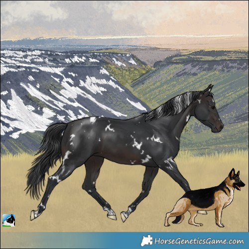 Horse Color:White Spotted Brown 