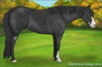 Horse Color:Black Sabino Frame 