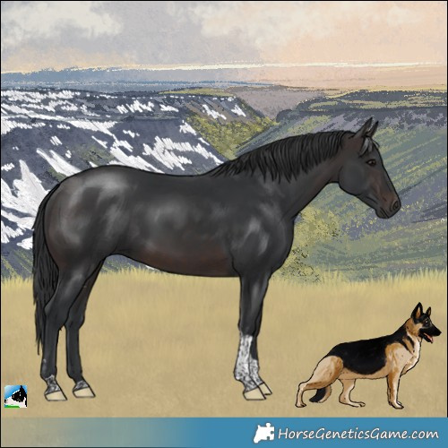 Horse Color:Brown Tobiano