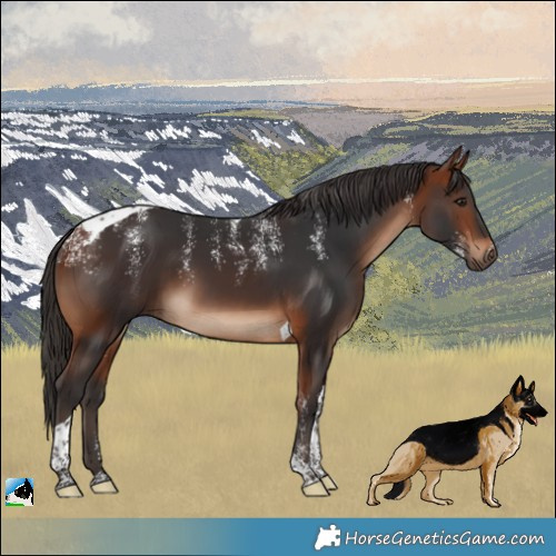 Horse Color:Powder White Bay Tobiano