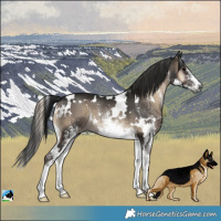 Horse Color:Gray White Spotted Blue Onyx Rabicano 