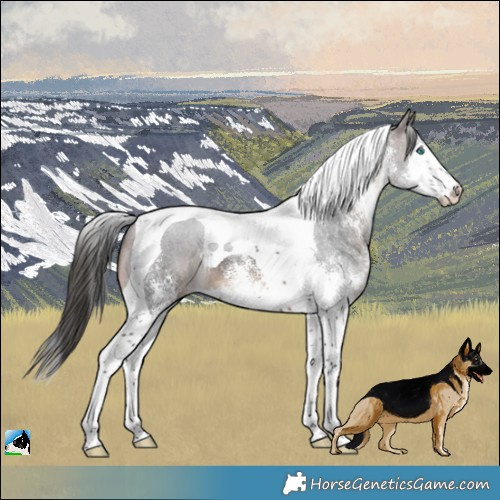 Horse Color:White Spotted Brown Splash Tobiano Rabicano