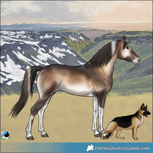 Horse Color:Brown Onyx Tobiano Rabicano