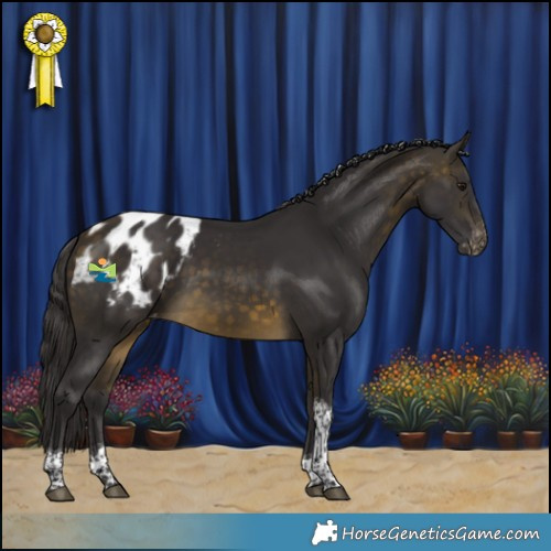 Horse Color:Buckskin Tobiano Appaloosa Rabicano