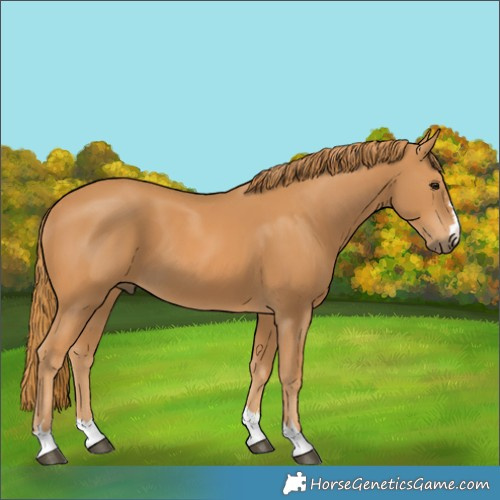 Horse Color:Chestnut 