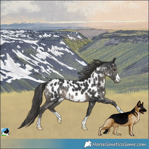 Horse Color:Black Mushroom Near Leopard