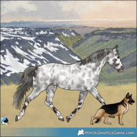 Horse Color:Liver Red Roan Mushroom Appaloosa 