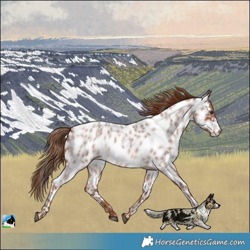 Horse Color:Red Roan Near Leopard 