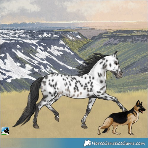 Horse Color:Black Leopard
