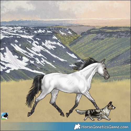Horse Color:Grullo Roan Near Fewspot