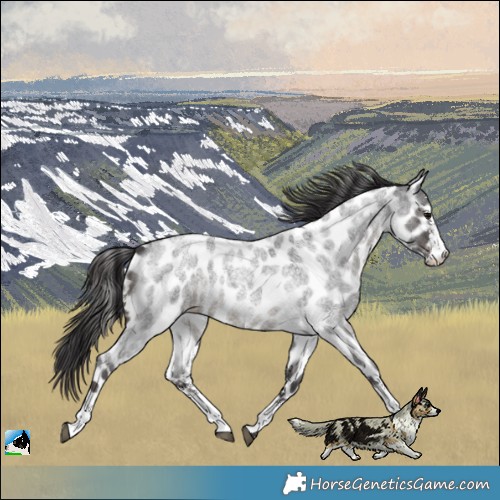 Horse Color:Smoky Blue Roan Sabino Near Leopard