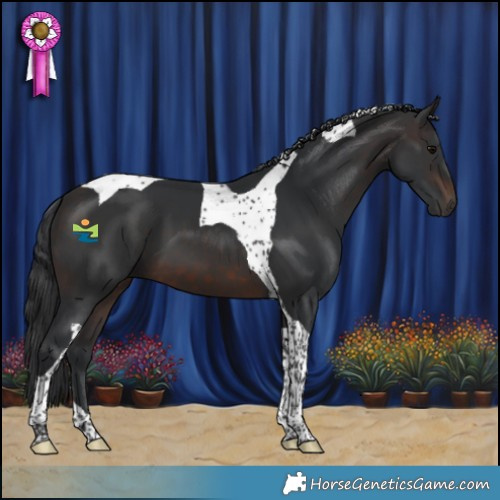 Horse Color:Brown Tobiano 