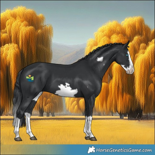 Horse Color:Black Splash Frame