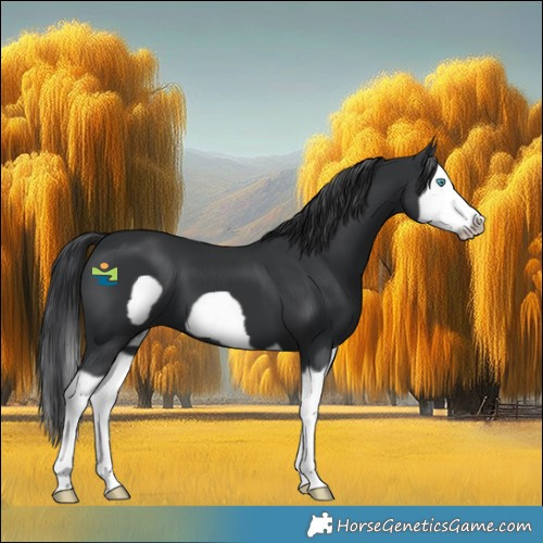 Horse Color:Black Splash Frame 