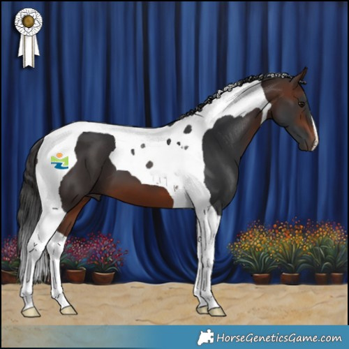 Horse Color:Brown Tobiano