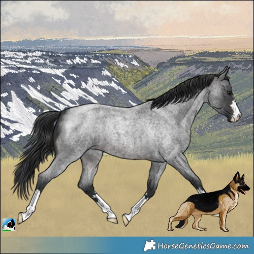 Horse Color:Platinum Brown Roan 