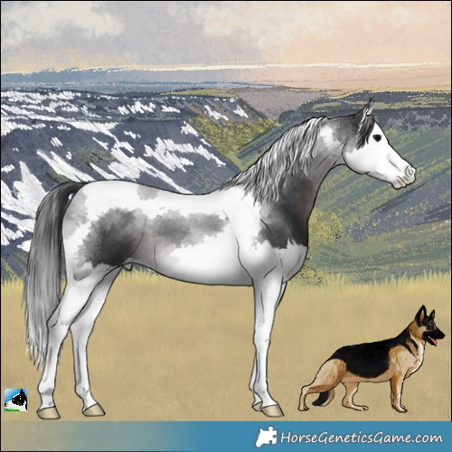 Horse Color:Platinum Brown Splash Tobiano 