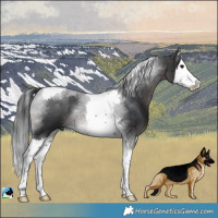 Horse Color:Platinum Brown Splash Tobiano 
