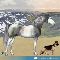 Horse Color:Platinum Brown Splash Tobiano