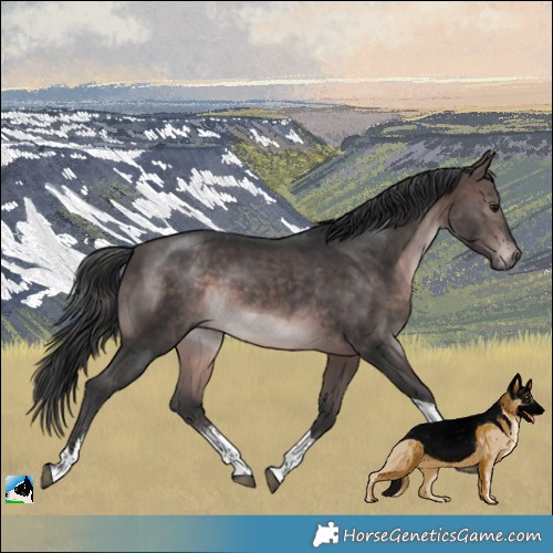 Horse Color:Platinum Brown Sabino Tobiano Rabicano 