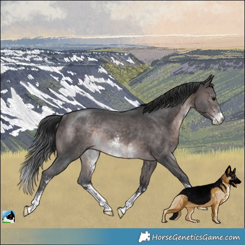 Horse Color:Platinum Brown Sabino Rabicano 