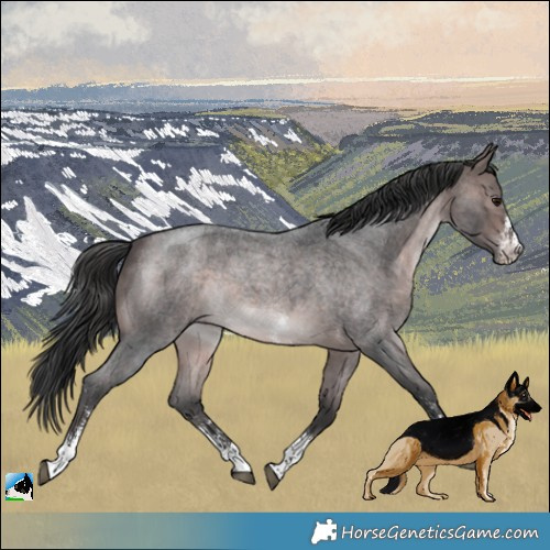 Horse Color:Platinum Brown Roan Sabino 