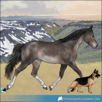 Horse Color:Platinum White Spotted Liver Chestnut Rabicano 