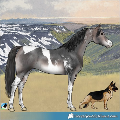 Horse Color:Platinum Bay Sabino Tobiano 