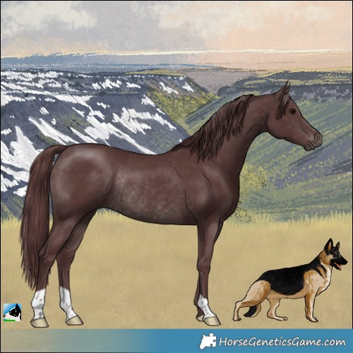 Horse Color:Platinum Chocolate Brown Rabicano 