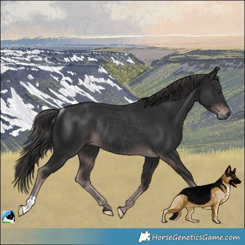 Horse Color:Gray Platinum Liver Chestnut Rabicano 