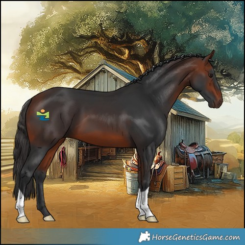 Horse Color:Bay 