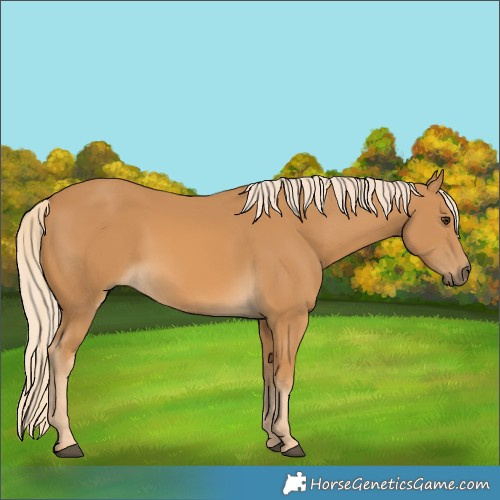 Horse Color:Palomino 