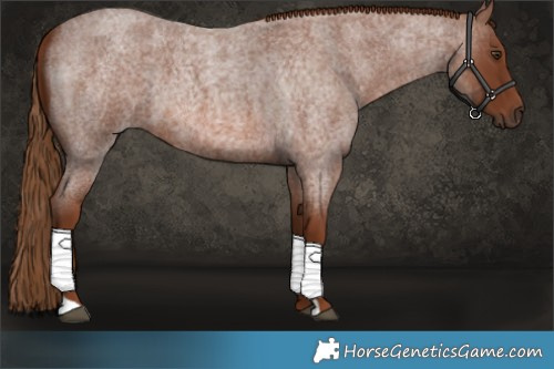 Horse Color:Red Roan 
