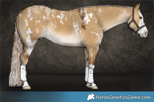 Horse Color:Powder White White Spotted Chocolate Palomino Dun Splash