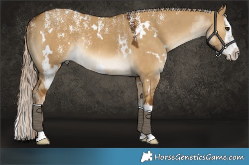Horse Color:Powder White White Spotted Chocolate Palomino Dun Splash 