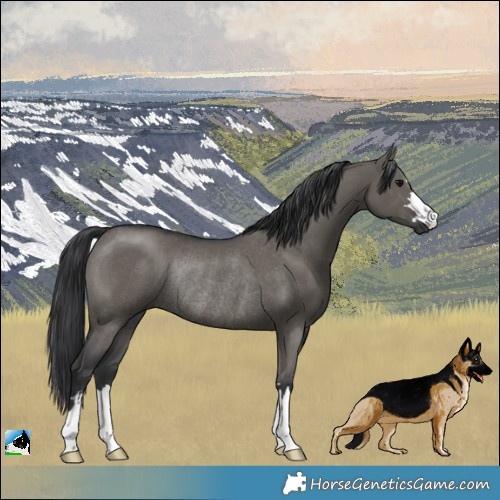 Horse Color:Grullo Rabicano 