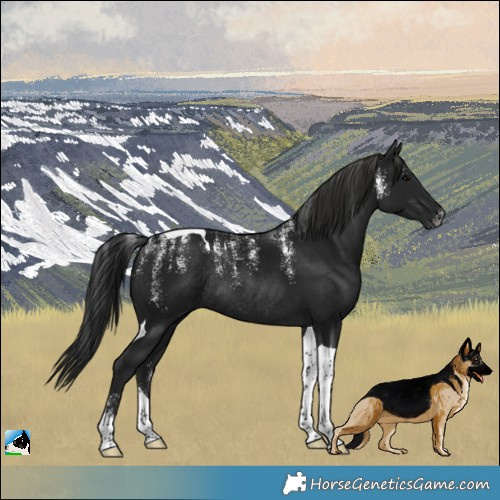 Horse Color:Powder White Gray Black Tobiano Rabicano